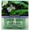Rainforest Gardenia